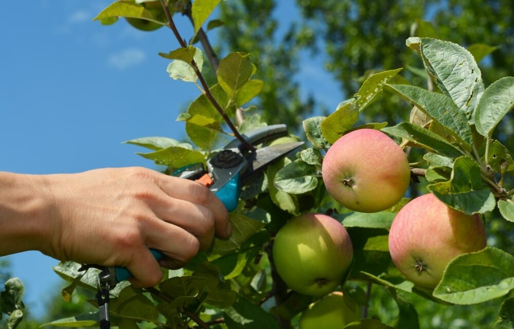 Les erreurs à éviter lors de la taille des arbres fruitiers pour une meilleure fructification