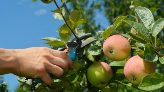 Les erreurs à éviter lors de la taille des arbres fruitiers pour une meilleure fructification